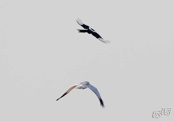 官厅水库&nbsp;wbr路&nbsp;wbr被喜鹊驱赶的白尾鹞