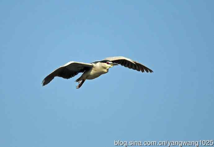 飞(夜鹭)57 飞(夜鹭)57