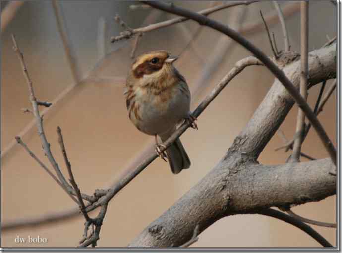 辞旧岁 wbr黄喉鹀添彩儿