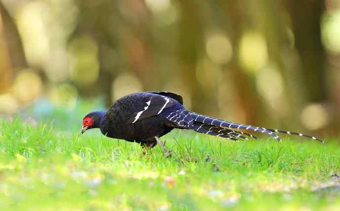 台湾特有鸟类——黑长尾雉（帝雉）