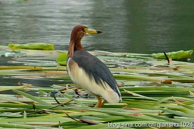 池鹭荷塘走秀(圆明园)*