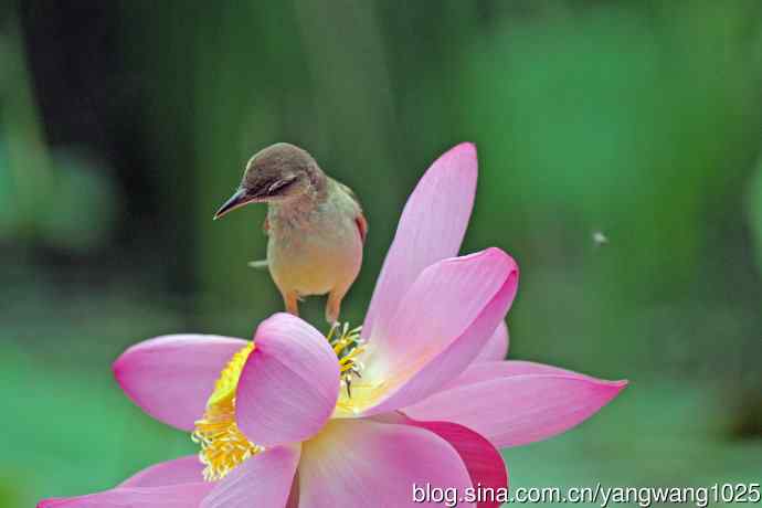 东方大苇莺与荷花（7）