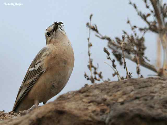 野鸭湖拍摄纪实(黄头鹡鸰及其它) 野鸭湖拍摄纪实(黄头鹡鸰及其它)