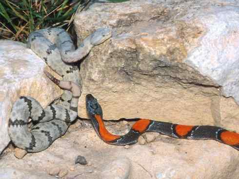 龙:传说的兽原型探秘(游蛇类) 龙:传说的兽原型探秘(游蛇类)