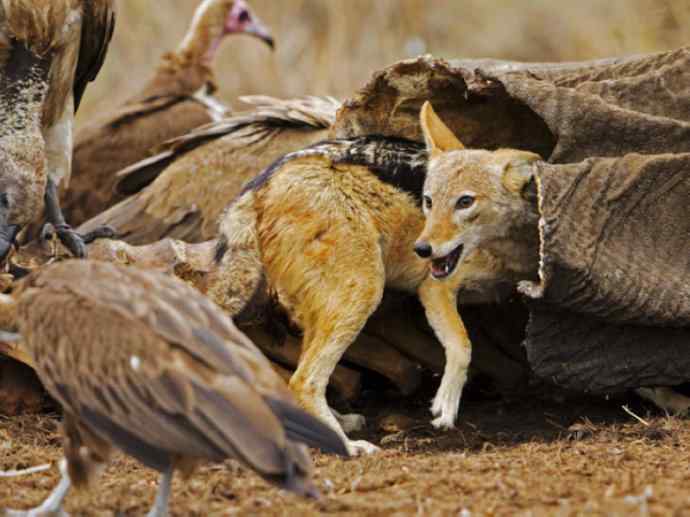 犬科:犬亚科犬属之金豺、黑背豺(胡狼类) 犬科:犬亚科犬属之金豺、黑背豺(胡狼类)