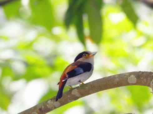另类鸟类建筑师之二（褐背拟地鸦、雪雀）
