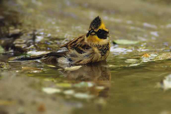 【综合】蓝歌邀宠 wbr五喉闹秋