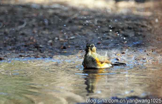 浴（雌性红胁蓝尾鸲）