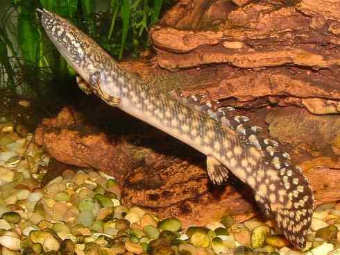 鱼类活化石:多鳍鱼 鱼类活化石:多鳍鱼