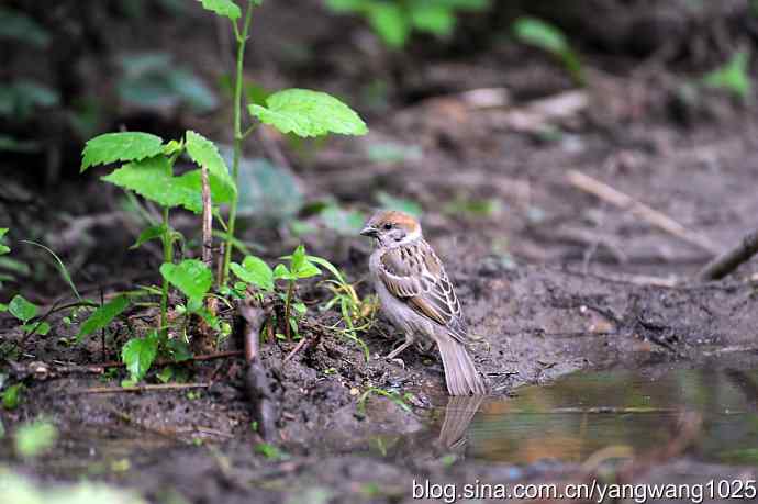 讲卫生的小麻雀（纪实版）