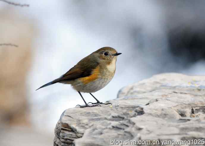 雌性红胁蓝尾鸲（32）