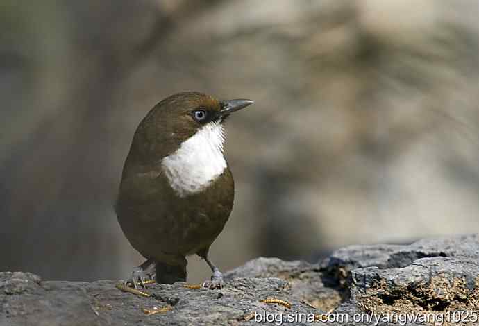 北京又现新品种(白喉噪鹛) wbr3 北京又现新品种(白喉噪鹛) wbr3