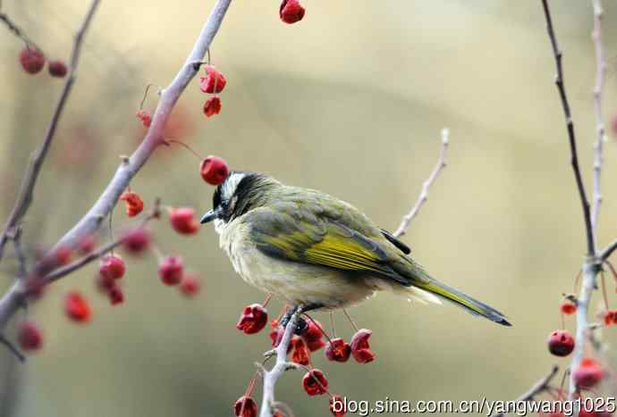 吃红豆的白头鹎