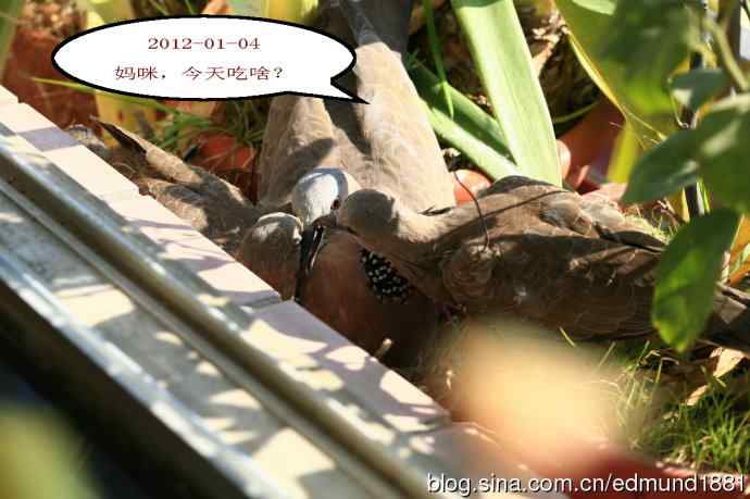 珠颈斑鸠育儿记