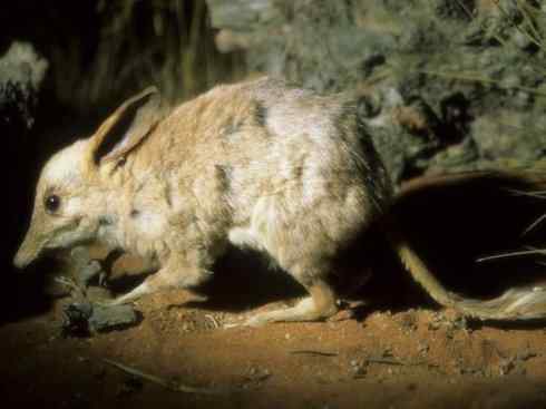 动物世界：山寨还是原创之十三