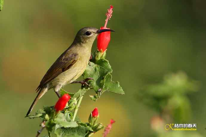 西双版纳拍鸟：黄腰太阳鸟