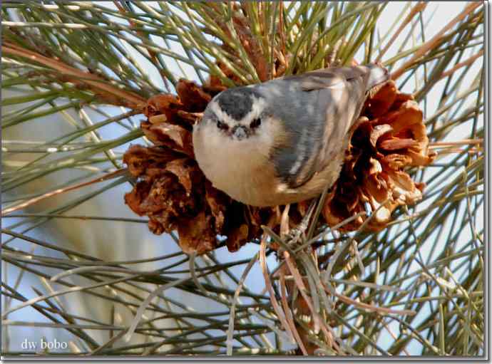 中国特有鸟种-黄腹山雀、黑头鳾