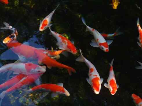 龙：传说的兽原型探秘（鲤鱼）