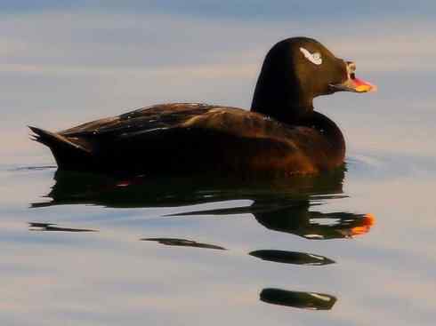雁鸭之最之八（海番鸭、琵嘴鸭、绿翅鸭、鹊鸭）