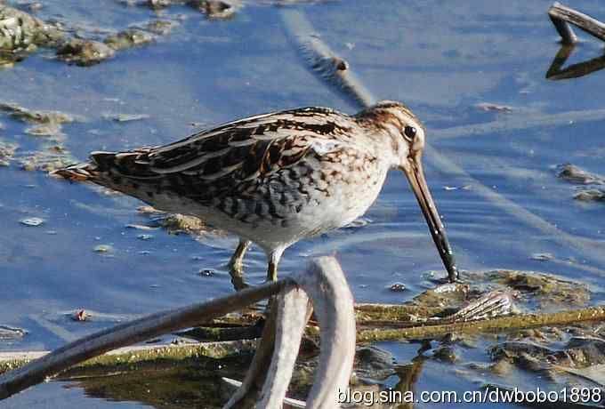 沙河云光水色鸟影