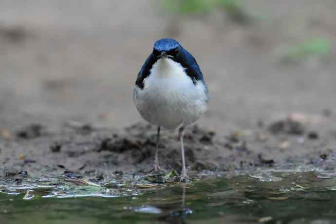 【综合】蓝歌邀宠 wbr五喉闹秋