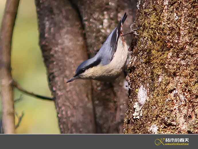 腾冲拍鸟：黄腹扇尾鹟、栗腹shi、栗臀shi