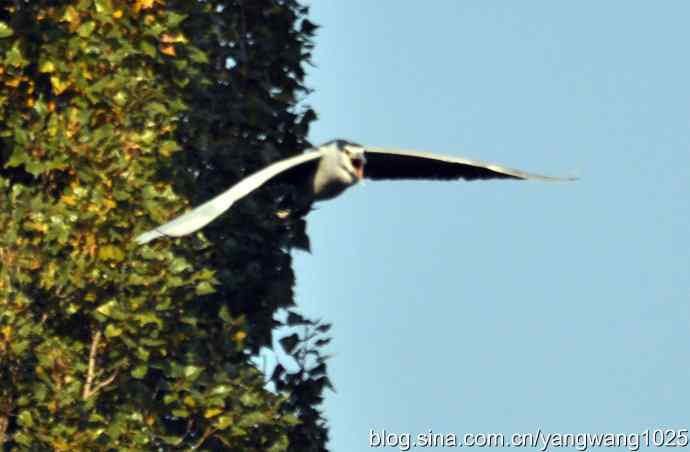 飞翔（夜鹭） wbr1