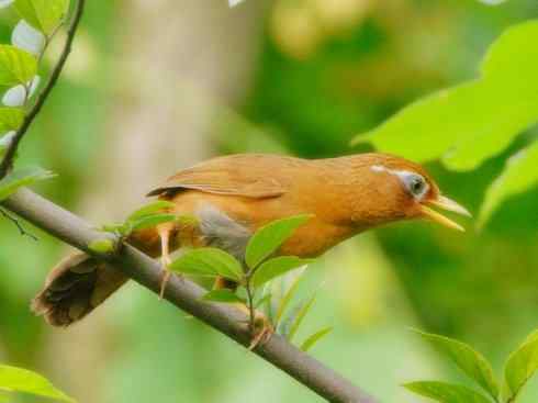 雀鸟也彪悍：鸟中恶霸（黑头矿鸟）