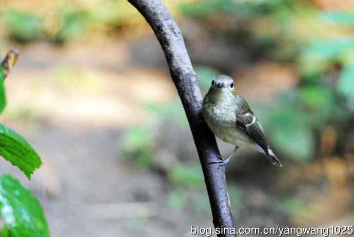 雌性白眉姬鹟(10) 雌性白眉姬鹟(10)