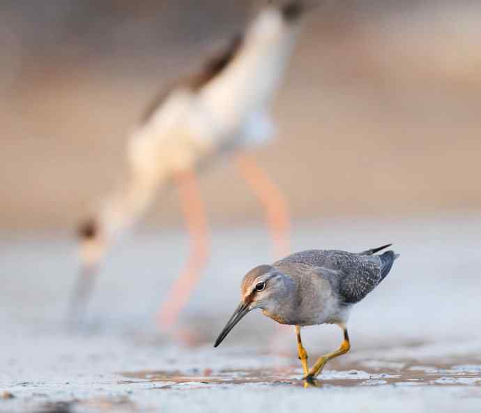 面向大海 wbr秋爽鹬唱