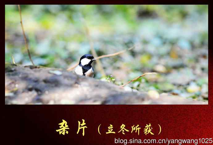 杂片（立冬所获）