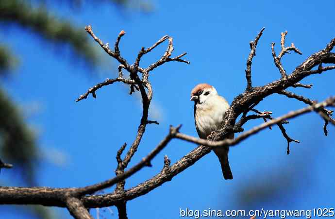 候鸟已过境，麻雀来当家