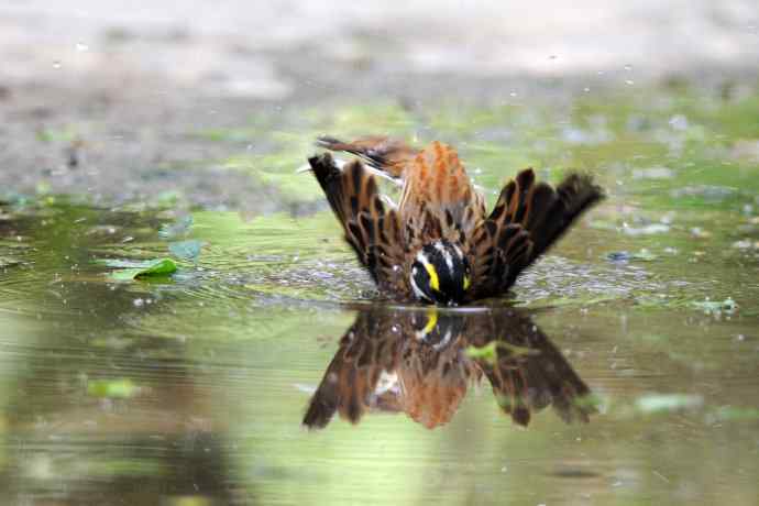 北京天坛公园的鸟类——黄眉鹀（7）