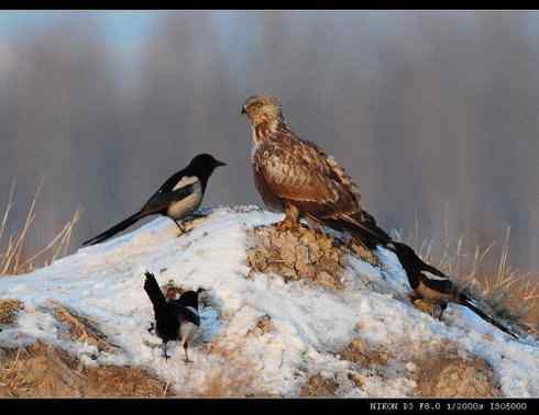 [组图]毛脚鵟与喜鹊