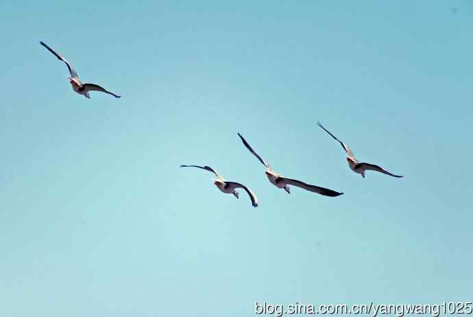 斑头雁(抓拍)15 斑头雁(抓拍)15