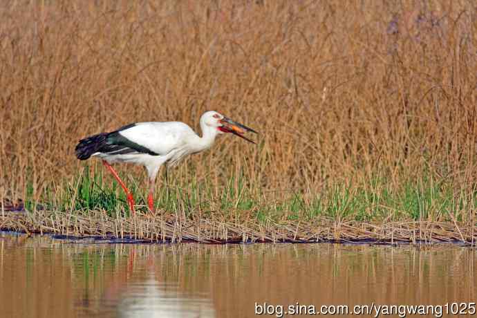 东方白鹳（11）