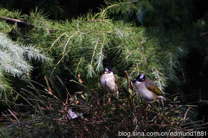 初哥守株待兔之收获