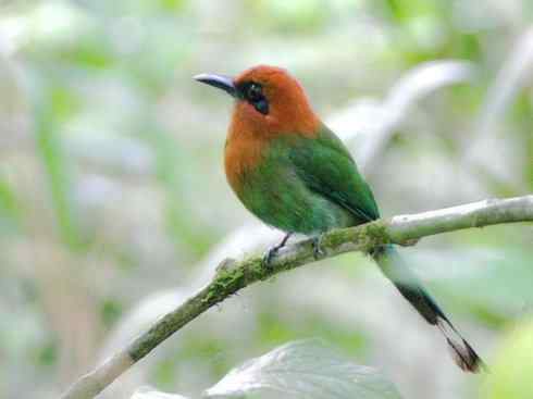 绝色攀禽：佛法僧目之翠鴗2