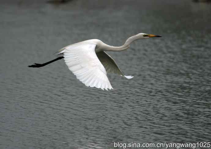 飞（白鹭）3