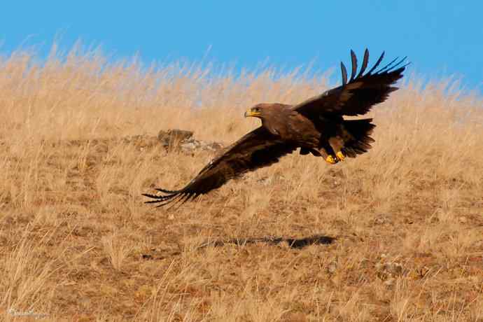高坡上的草原雕