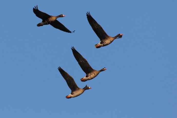 【新鸟】白额雁 wbr图牧吉湿地初探 【新鸟】白额雁 wbr图牧吉湿地初探