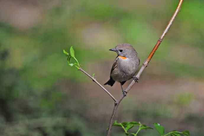 雄性红喉姬鹟（5）