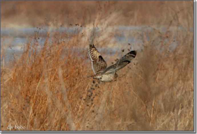 野鸭湖猛禽-红隼、短耳鸮、毛脚鵟 野鸭湖猛禽-红隼、短耳鸮、毛脚鵟