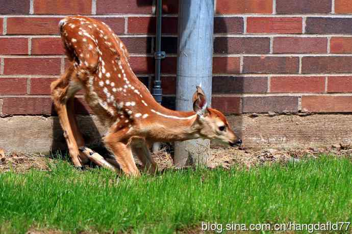 误入校园的小鹿