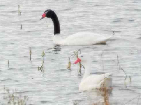 奇特的盔：黑颈天鹅