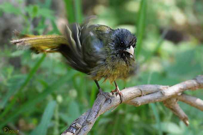 嬉水的领雀嘴鹎