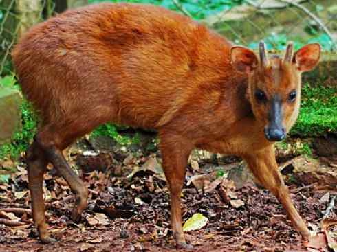 麒麟：传说的兽原型探秘（白尾鹿）