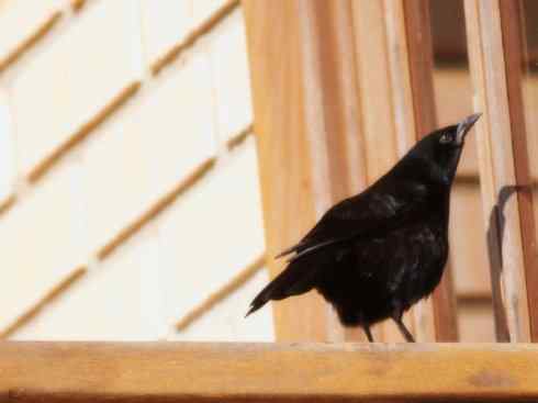 雀鸟也彪悍:小鸟也疯狂(红翅黑鹂) 雀鸟也彪悍:小鸟也疯狂(红翅黑鹂——拟鹂科的战斗种族)