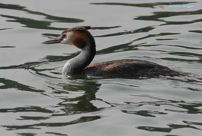 颐和园的凤头