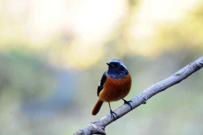 雄性北红尾鸲（8）